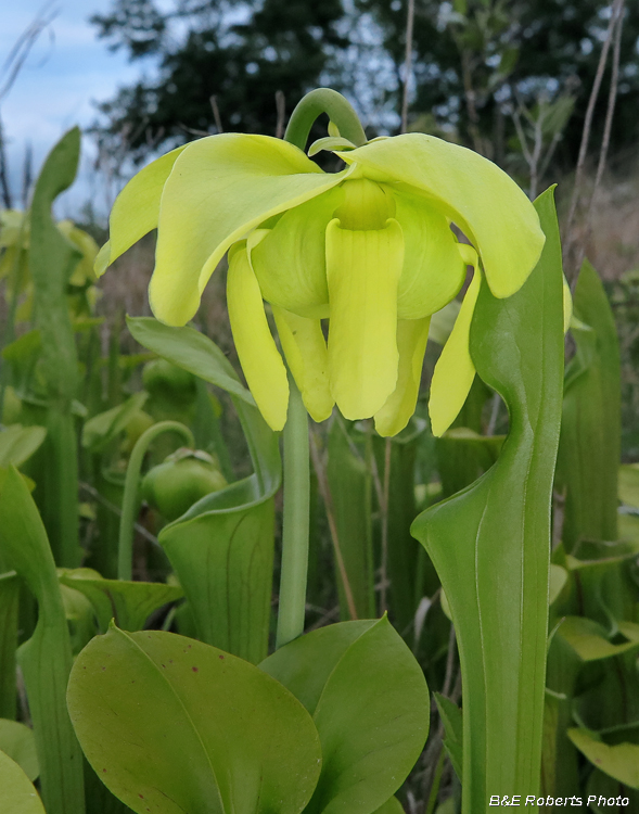 Pitcher_plant