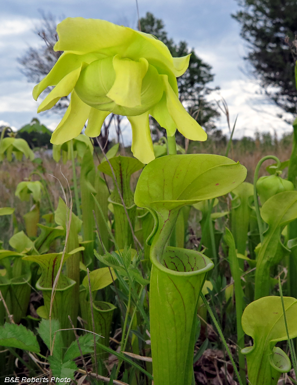 Pitcher_plant