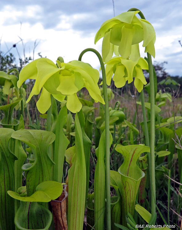 Pitcher_plants