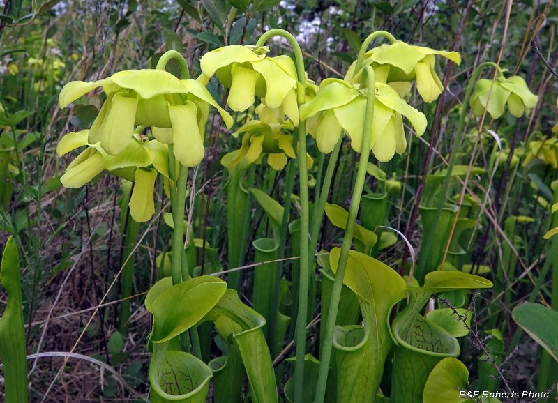 Pitcher_plants