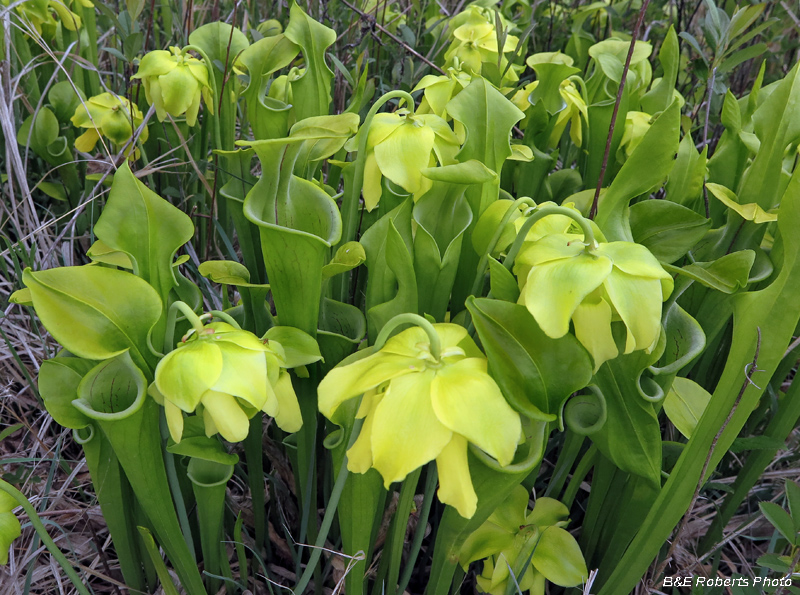 Pitcher_plants