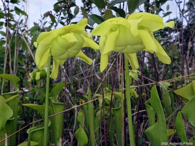 Pitcher_plants