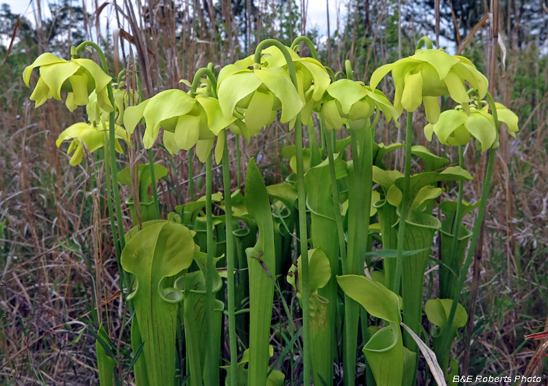 Pitcherplants