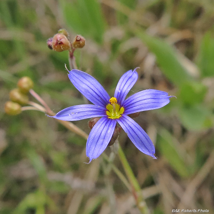 Blue-eyed_grass