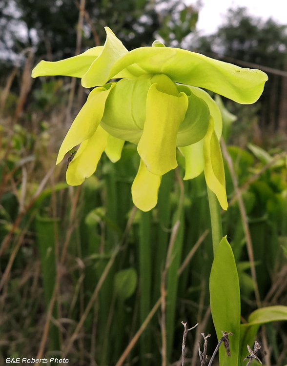 Pitcher_flower