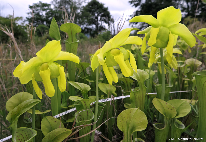 Pitcher_flowers