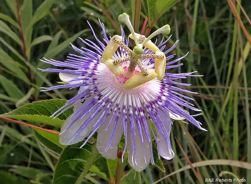 Passion_Flower