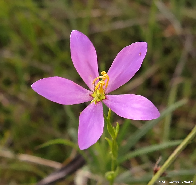 Sabatia