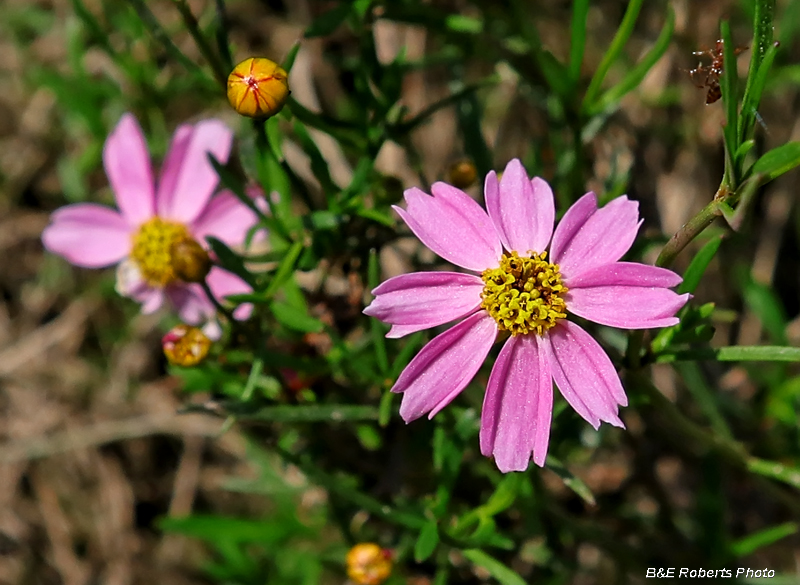 Rose_coreopsis