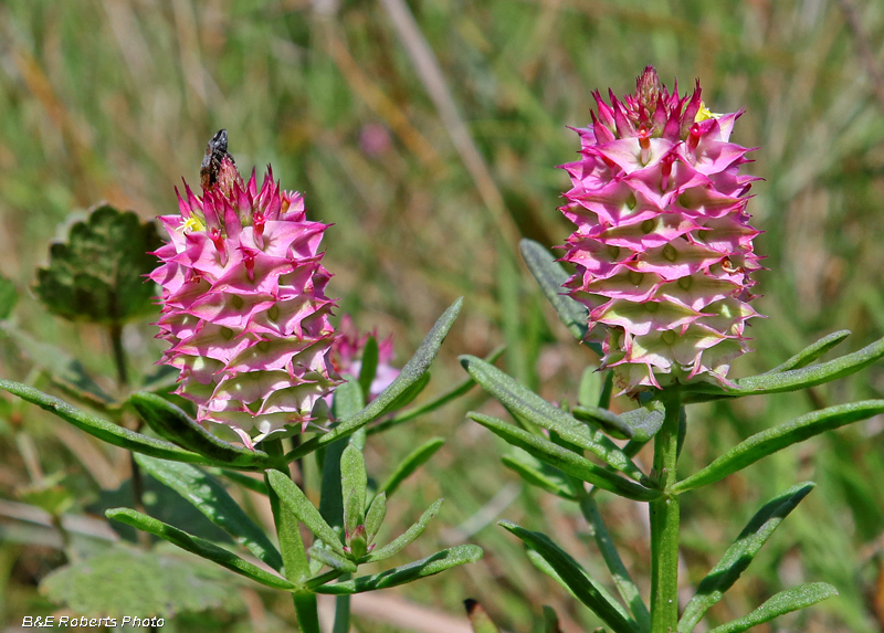 Polygala_pair