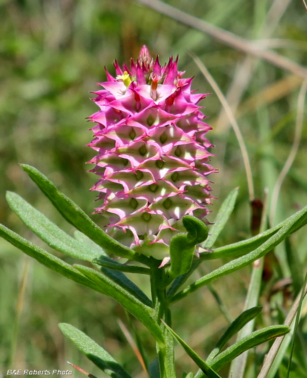 Polygala