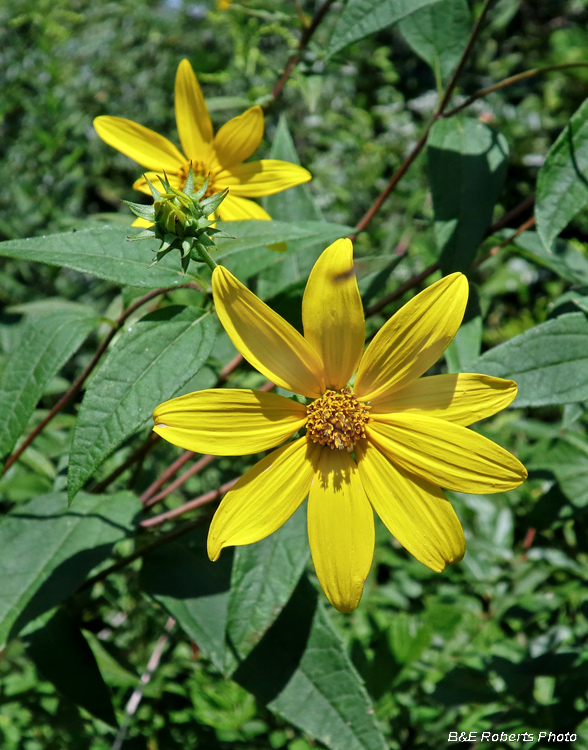 Sunflower