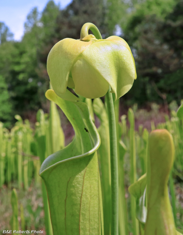 First_flower