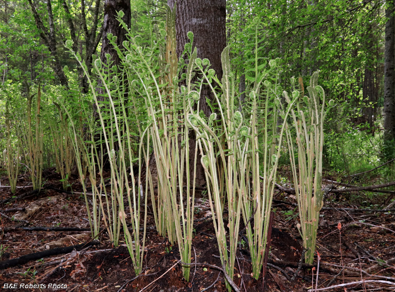 Ferns