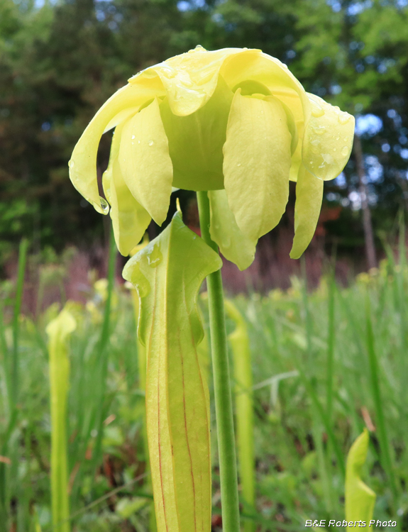 Pitcher_flower