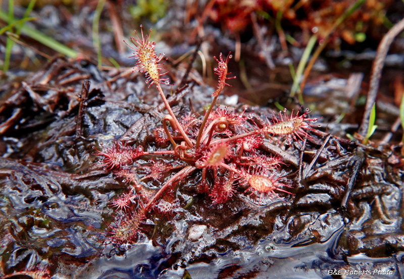 Sundew