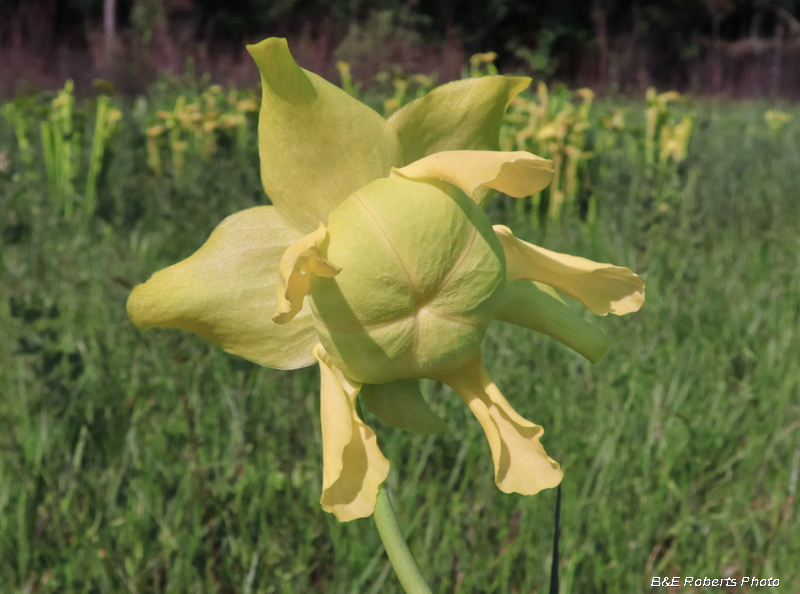 Pitcher_flower