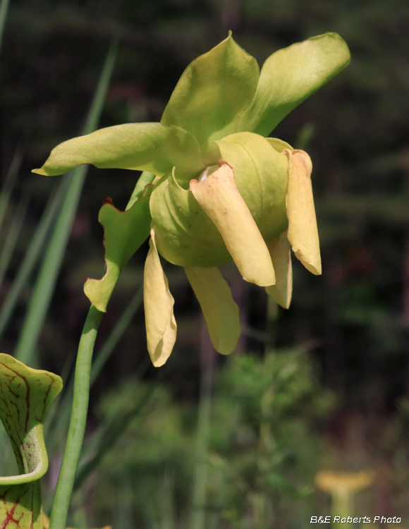 Pitcher_flower