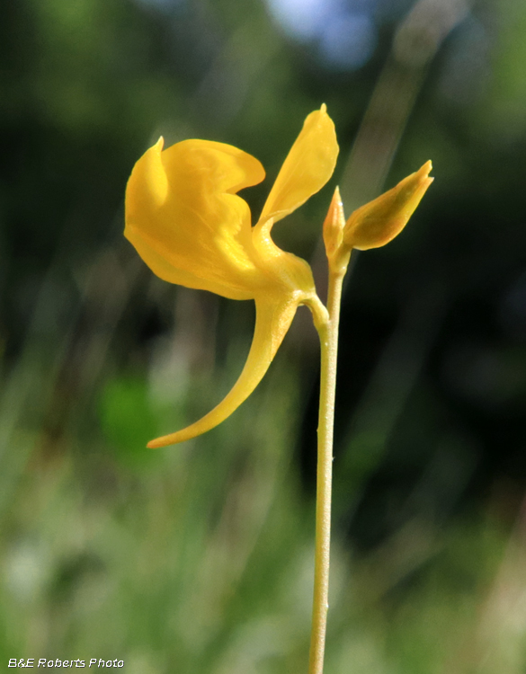 Bladderwort