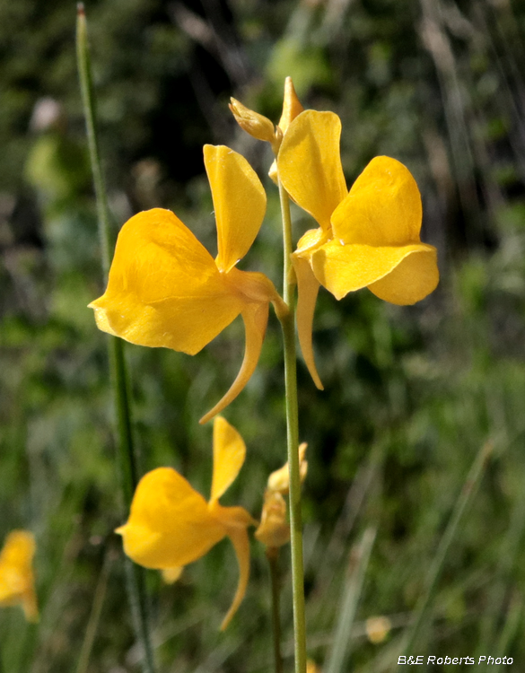 Bladderwort