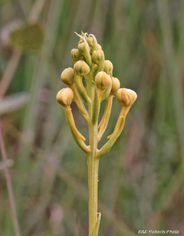 Platanthera_ciliaris