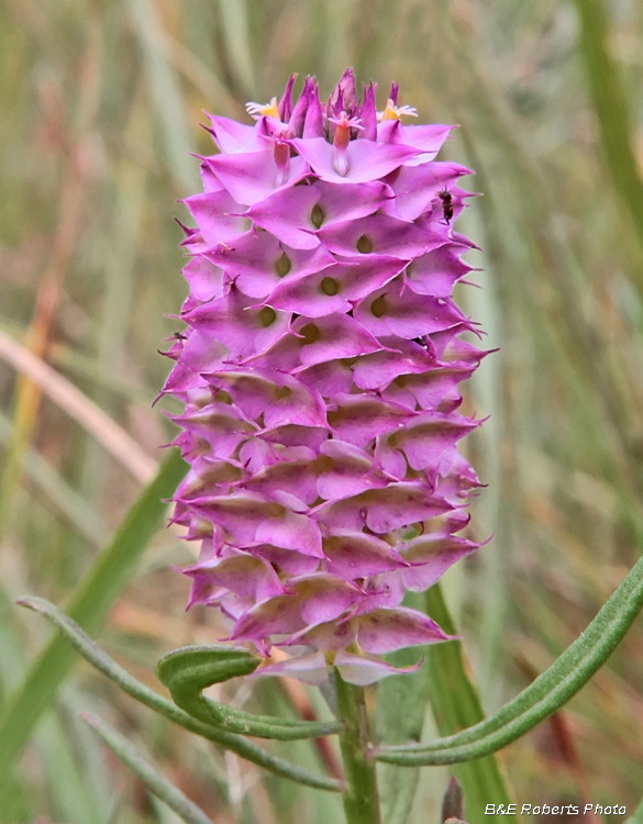 Polygala_cruciata