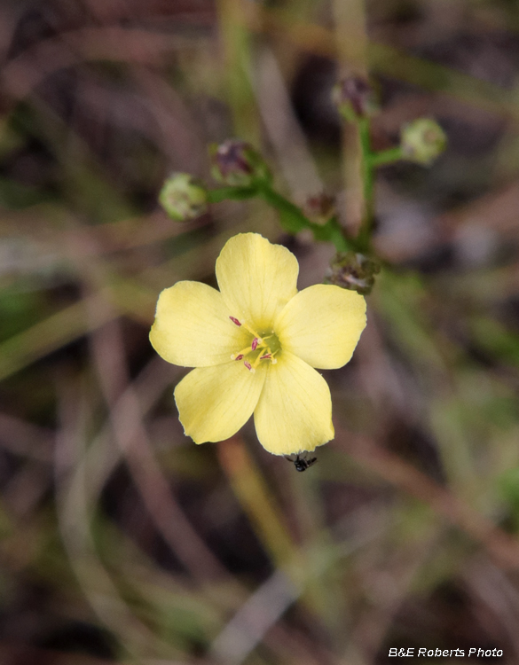 Linum_virginianum