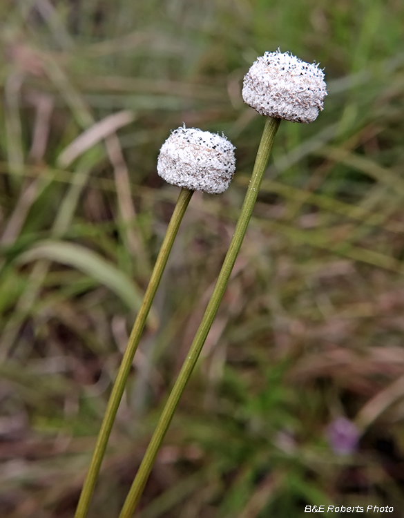 Hatpins