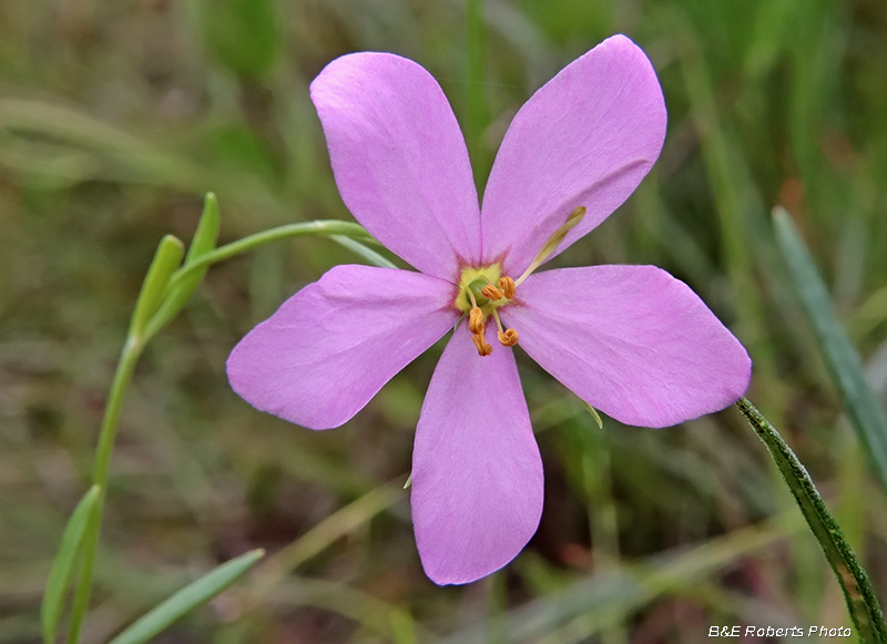 Sabatia