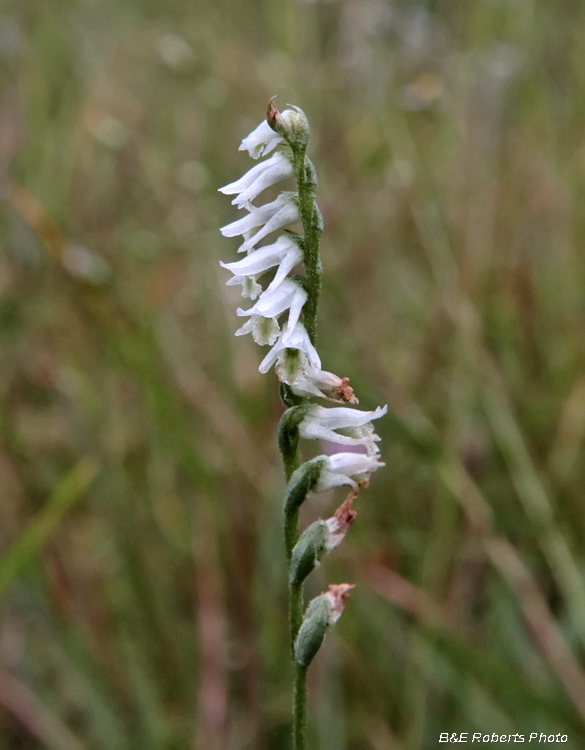 Spiranthes