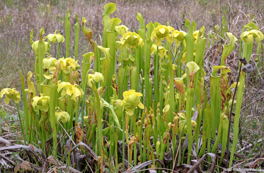 Pitcher_plants