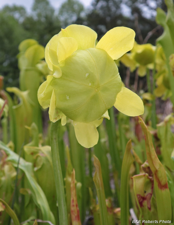 Pitcher_plant_flower