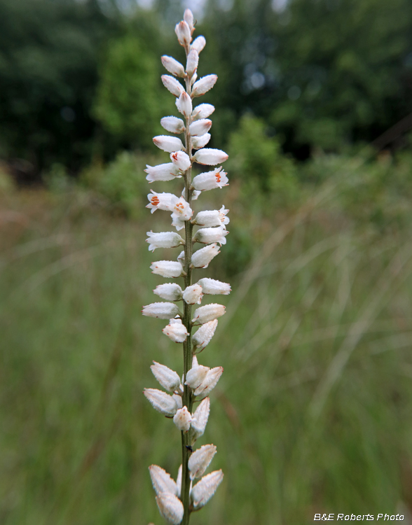 Platanthera_ciliaris