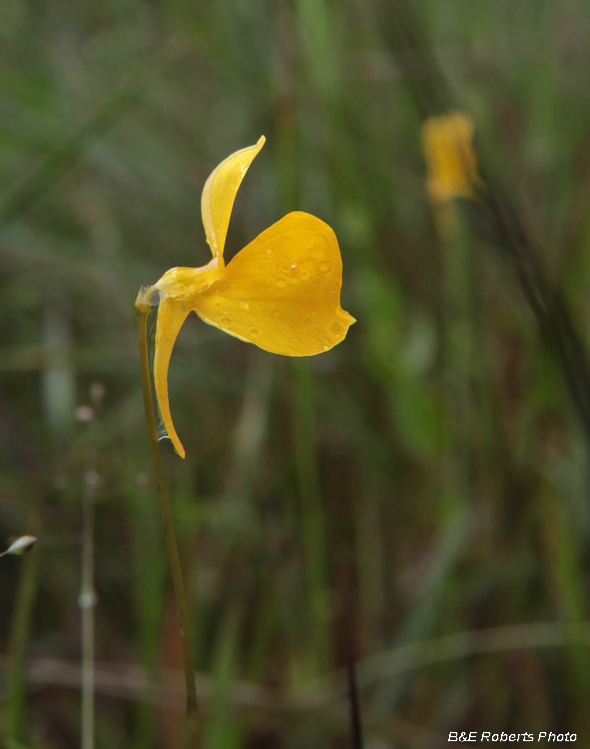 Utricularia