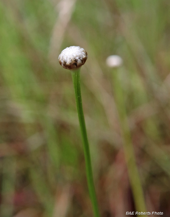 Pipewort