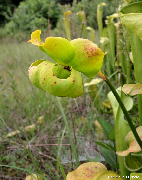 Sarracenia_flower