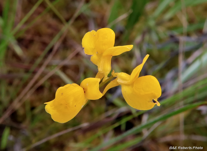 Utricularia