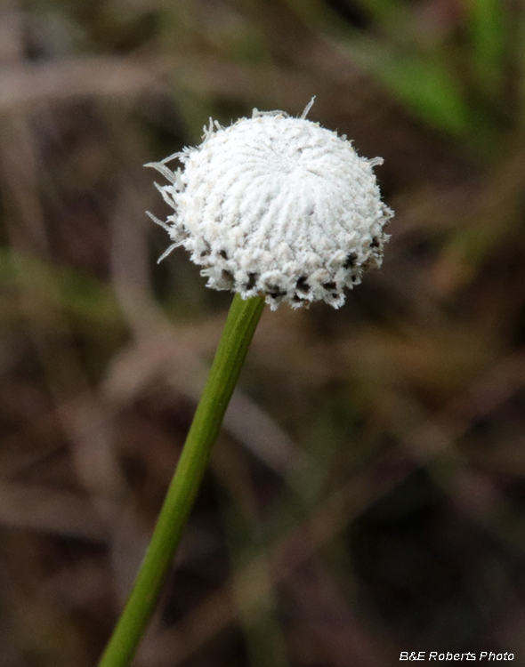 Pipewort