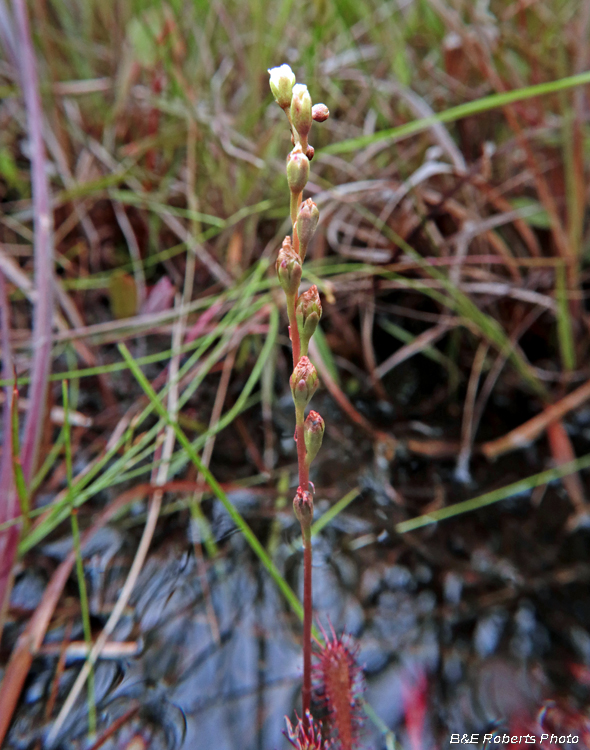 Drosera_buds