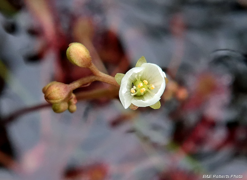 Drosera_flower