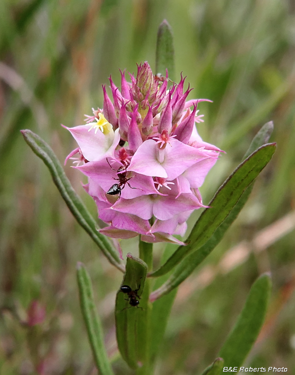 Polygala_cruciata