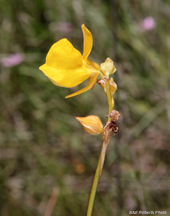 Horned_Bladderwort