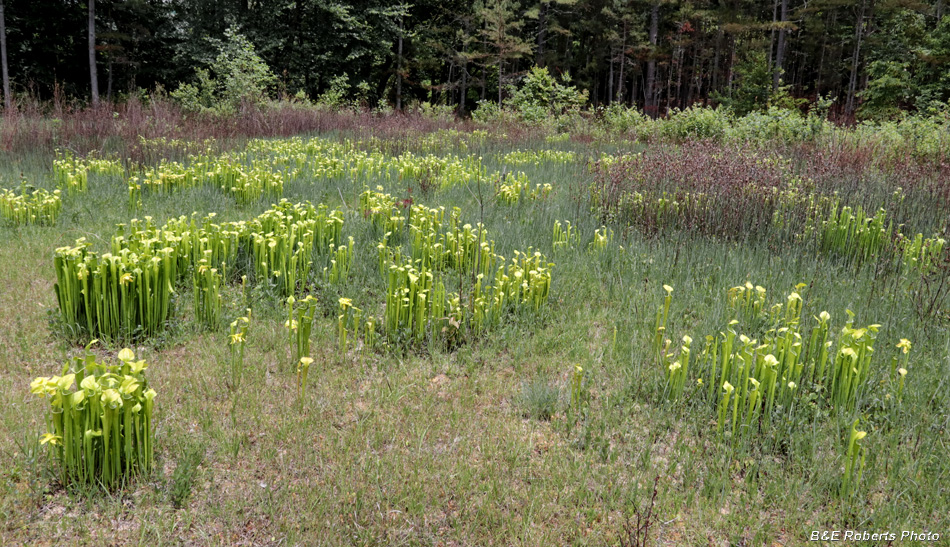 Pitcher_plants