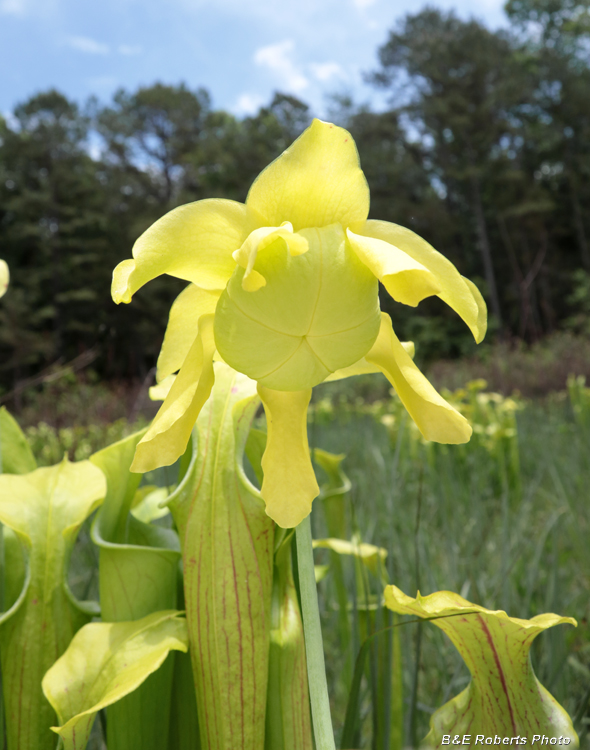 Pitcher_flower