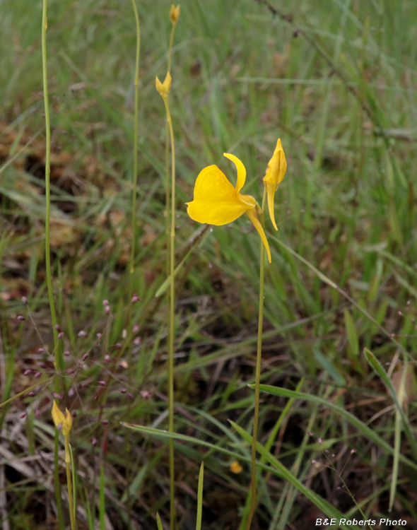 Bladderwort