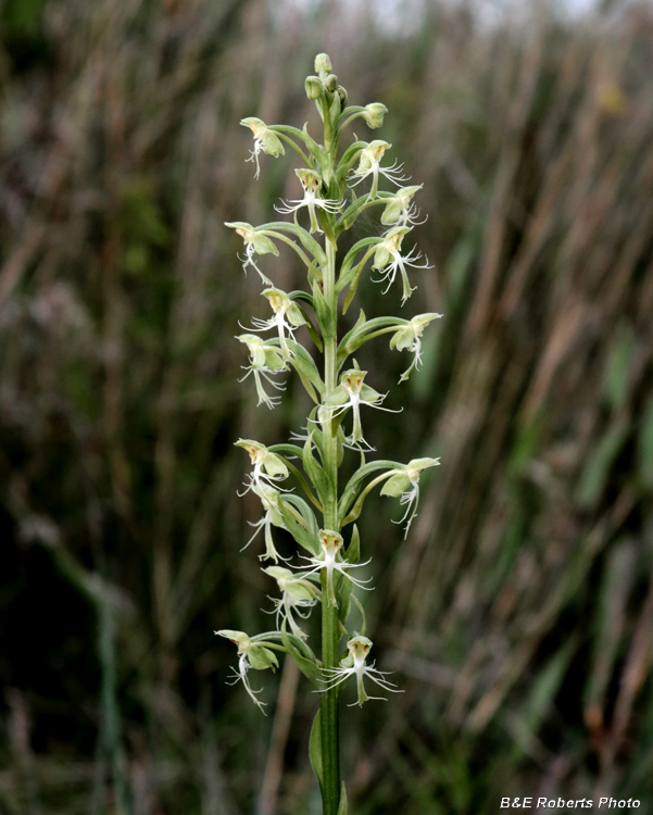 Platanthera_lacera