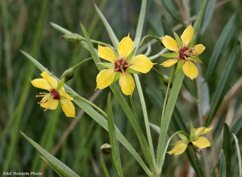 Lysimachia_lanceolata