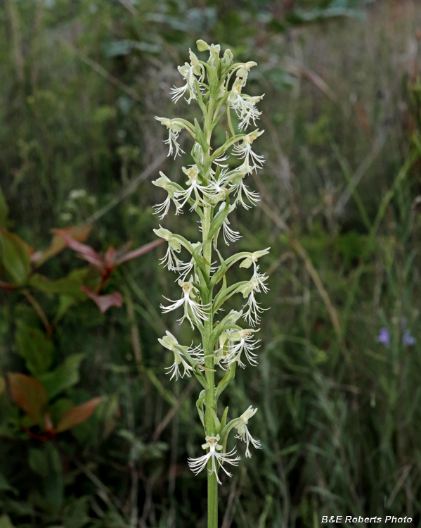 Platanthera_lacera