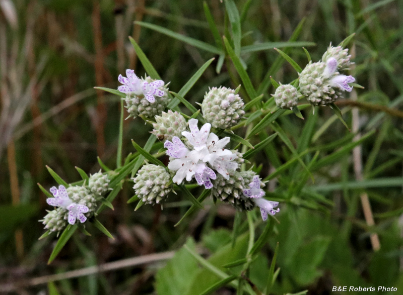 Virginia_Mountain_Mint