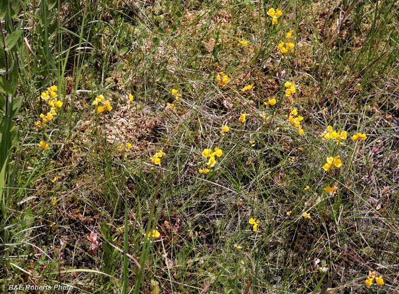 Bladderwort